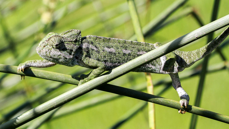 Wild chameleon in Malaga